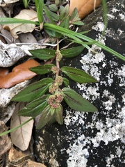 Image of Euphorbia hirta