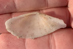 Tellinella mexicana