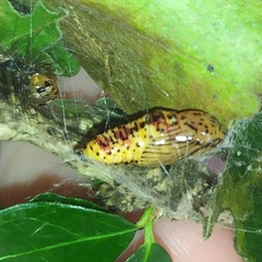 Calodesma quadrimaculata