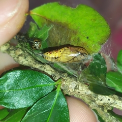 Calodesma quadrimaculata