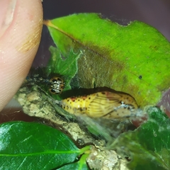 Calodesma quadrimaculata