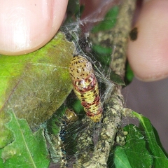 Calodesma quadrimaculata