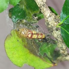 Calodesma quadrimaculata