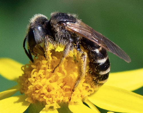 Ligated Furrow Bee, photo 7 of 8