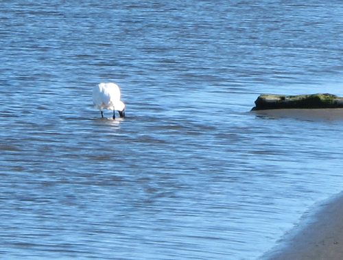 Platalea regia