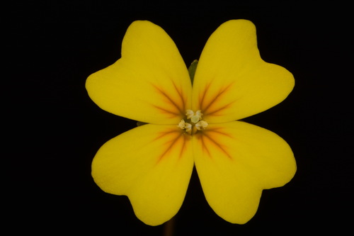 Image of Leavenworthia crassa by (c) Brian Finzel, some rights reserved (CC BY-SA)