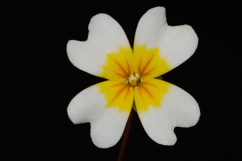 Image of Leavenworthia crassa by (c) Brian Finzel, some rights reserved (CC BY-SA)