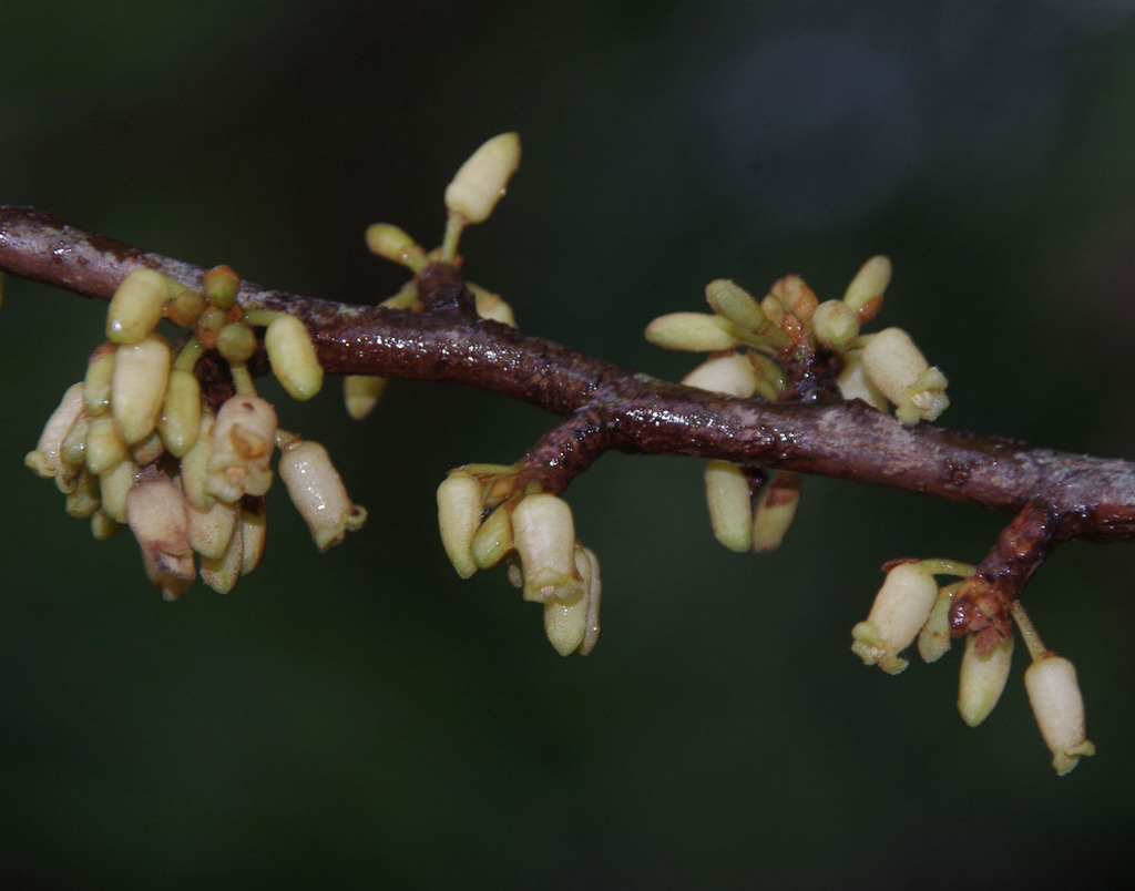 Myristica globosa muelleri from Cairns QLD, Australia on January 12 ...