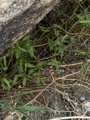 Neogaerrhinum filipes