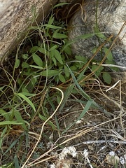 Neogaerrhinum filipes