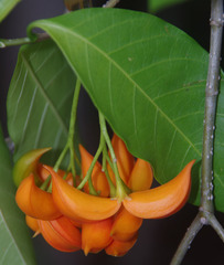 Tabernaemontana orientalis