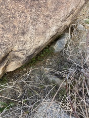 Neogaerrhinum filipes