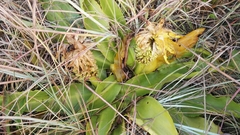 Eucomis autumnalis clavata