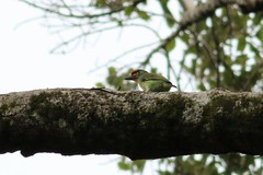 Psilopogon rubricapillus