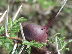 Crematogaster mimosae