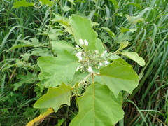 Solanum torvum image