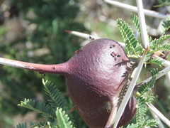 Crematogaster mimosae