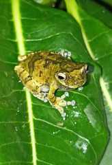 Dendropsophus soaresi