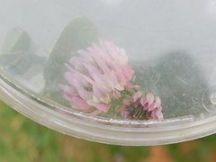 Trifolium glanduliferum