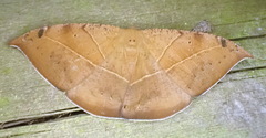 Oxydia trychiata