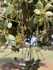 Quercus rotundifolia