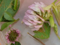 Trifolium glanduliferum