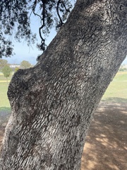 Quercus rotundifolia