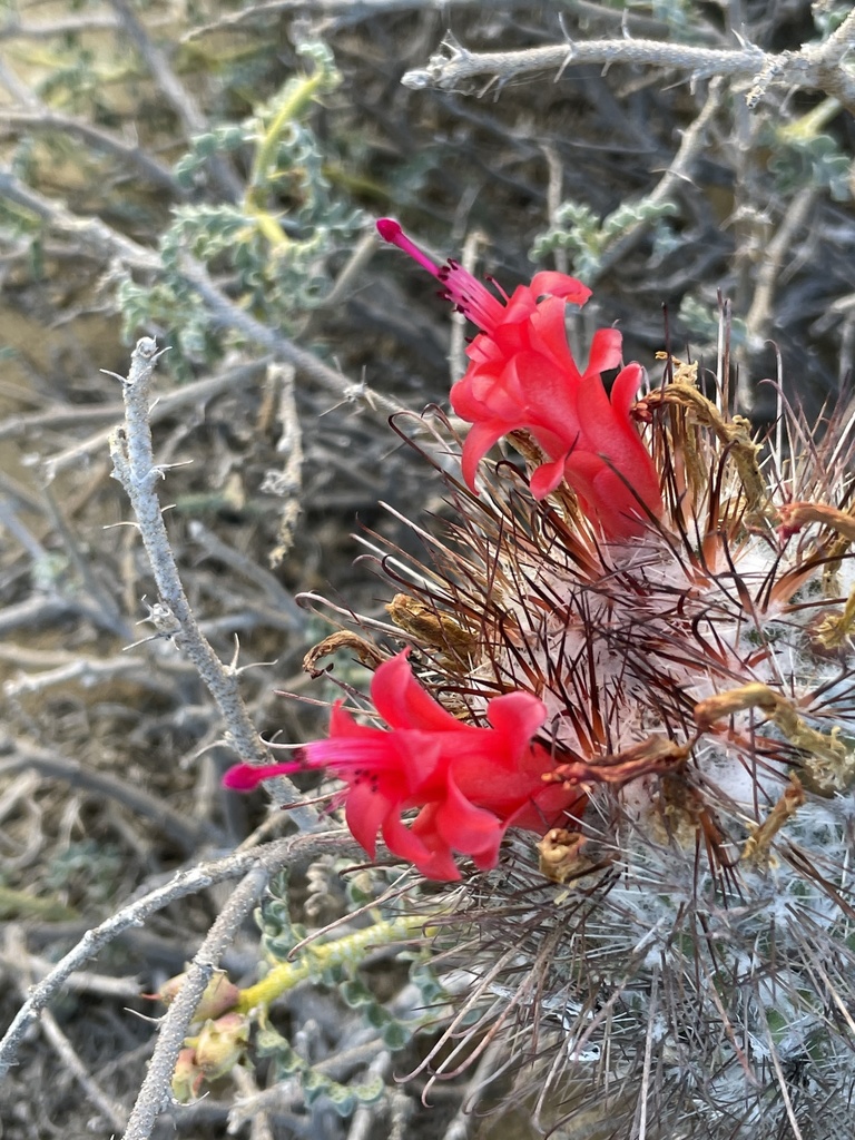 Cochemiea pondii