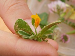 Anthyllis circinnata