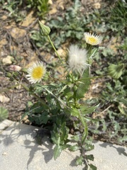 Sonchus oleraceus