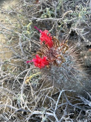 Mammillaria pondii pondii