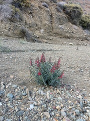 Penstemon cerrosensis