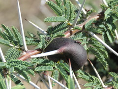 Crematogaster mimosae