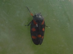 Cercopis intermedia