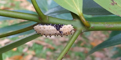 Pompelon marginata