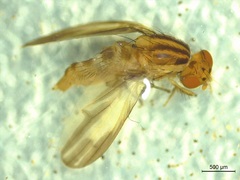 Peplomyza