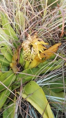 Eucomis autumnalis clavata