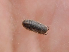 Armadillidium marmoratum