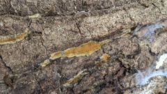 Mycoacia