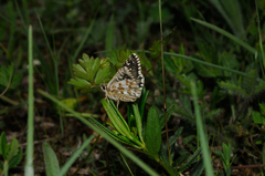 Pyrgus onopordi