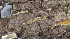 Mycoacia
