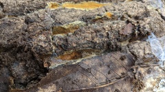 Mycoacia