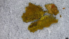 Mycoacia