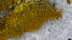 Mycoacia