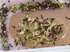 Crematogaster nigriceps