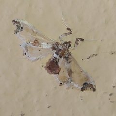 Neoleucinodes elegantalis