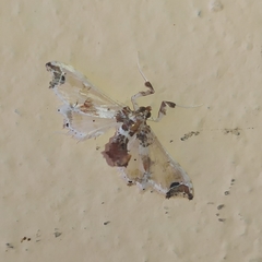 Neoleucinodes elegantalis