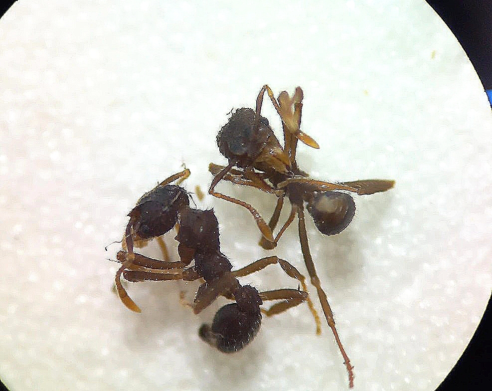 Paratrachymyrmex