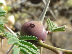 Crematogaster mimosae