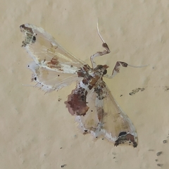 Neoleucinodes elegantalis